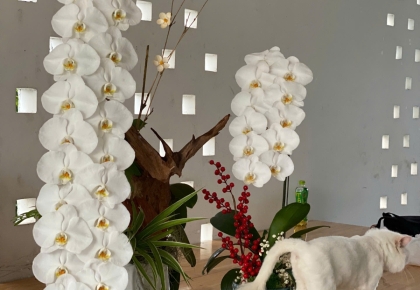 Mẹo cắm hoa Lan cơ bản