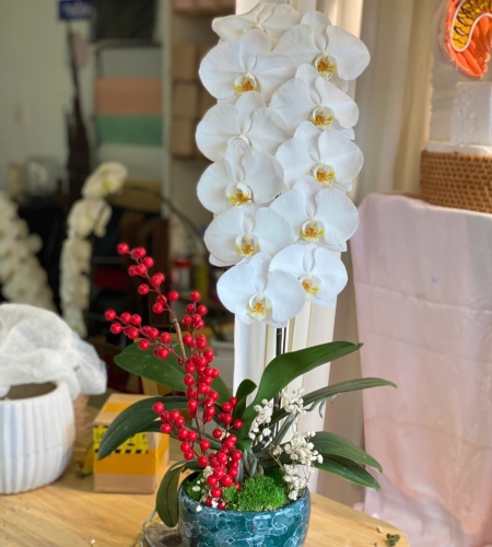 Hoa Lan