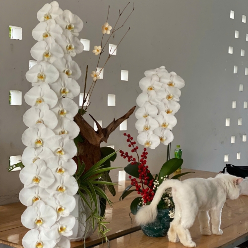 Mẹo cắm hoa Lan cơ bản